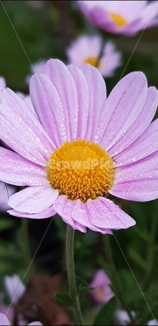 구절초,가을,국화,가을꽃,분홍구절초,식물,자연,plants,nature,꽃,flower