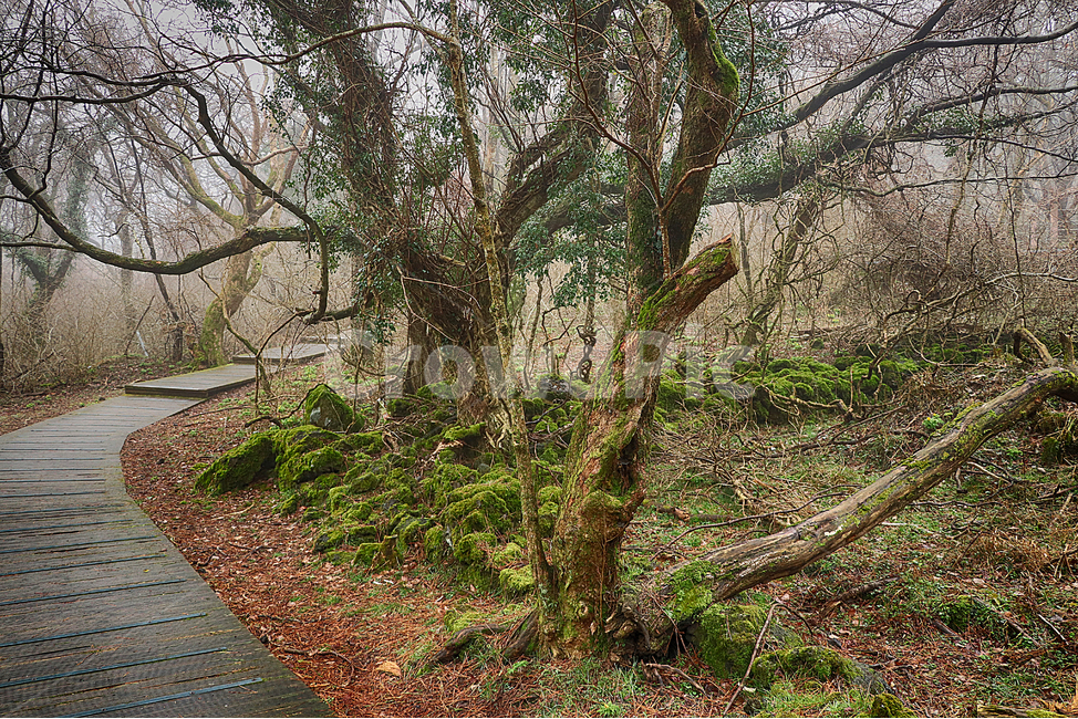 안개,산책로,나무,ground,바닥,tree,plant,식물,나무줄기,treetrunk,자연,숲