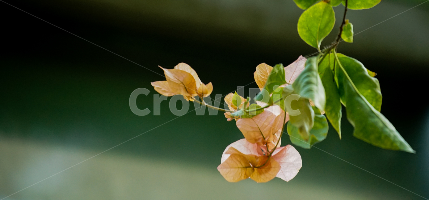 봄,봄꽃,계절,감성,식물,화초,자연,식물,자연,plants,nature,꽃,flower