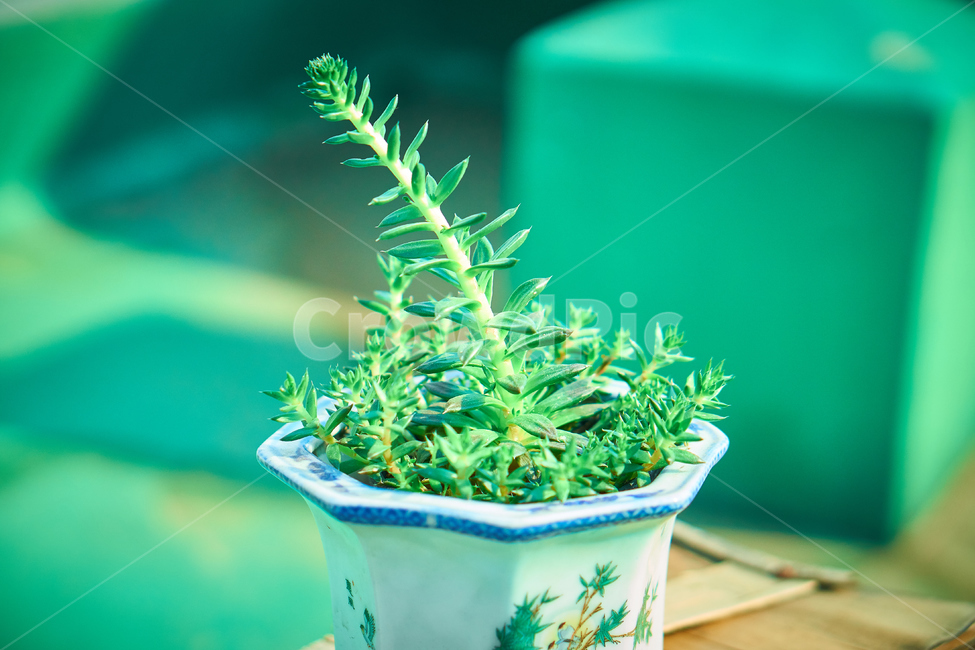 다육식물,식물,선인장,꽃,화분,plant,nature,Succulents,Cactus