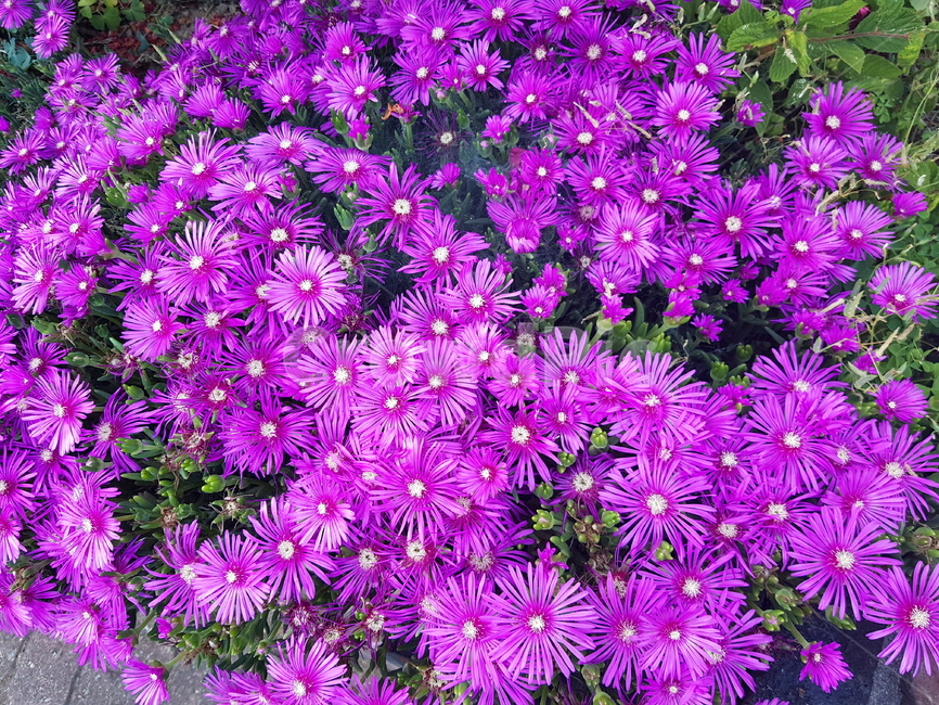꽃,들꽃,예쁨,보라색,보라,flower,purple,nature,beautiful
