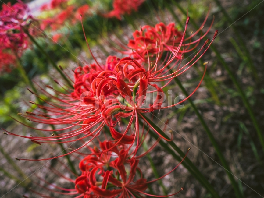 여름,계절꽃,빨강,화단,여름꽃,식물,자연,plants,nature,꽃,flower
