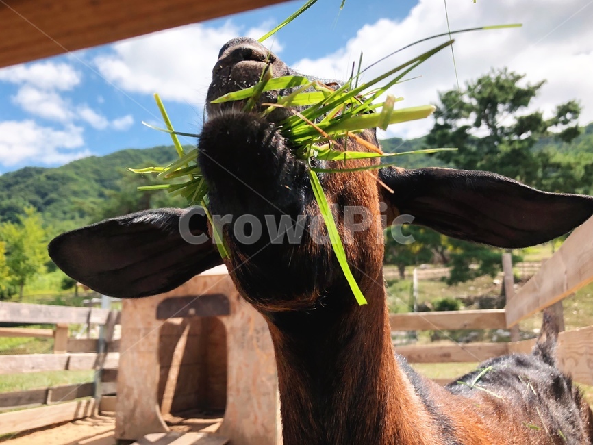 동물,먹이,풀,사슴,망아지,잡초,농장,목초지,산,방목,새끼염소,염소,자연,animal,목장,포유류,동물원,동물,animal,포유류,mammal