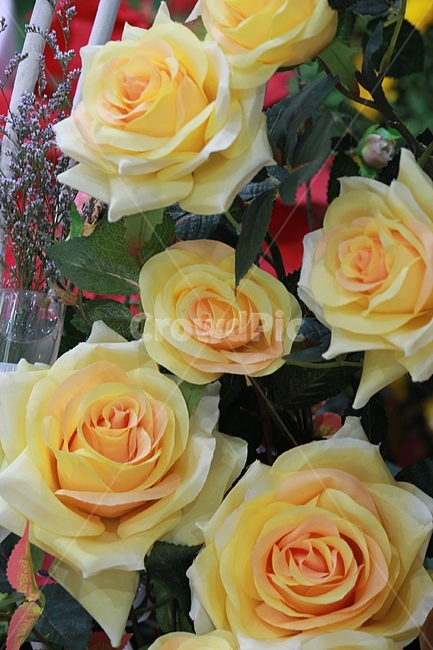꽃,장미,노란장미,사랑,5월,식물,자연,plants,nature,꽃,flower