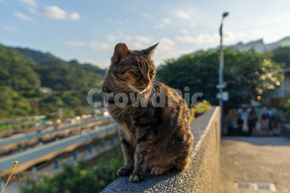 고양이,애완동물,고양이마을,동물,cat,동물,animal,포유류,mammal,고양이,cat,kitten,kitty