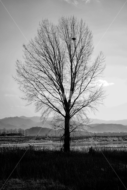 겨울,겨울나무,가지,감성,슬슬함,고독,흑백,외로움,식물,자연,plants,nature,나무,trees,wood,흑백,모노톤,monochrome,black and white