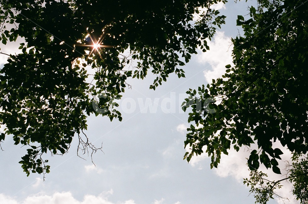 하늘,햇빛,구름,나무,필름사진,필름감성,빈티지,빈티지감성,필름카메라,sky,tree,green,blue,filmcamera