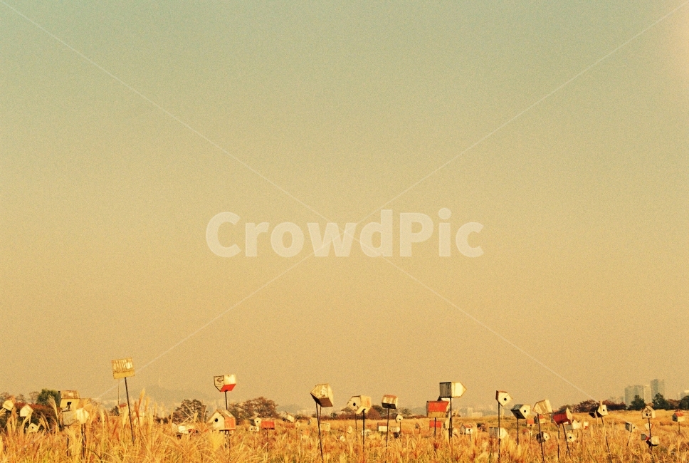 하늘공원,자연,갈대,하늘,감성,가을,자연,풍경,nature,landscape,한국자연풍경,한국자연경관,korea nature landscape,감성,sensible,feeling,outdoors,옥외