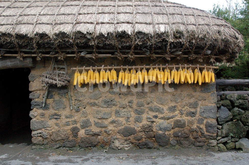 초가집,광,옥수수,씨,전통,집,한국,KOREA,Jejudo,제주도,한국전통,한국문화,korean traditional,korean culture,건축물,건물외관,exterior,building,structure,architecture,construction