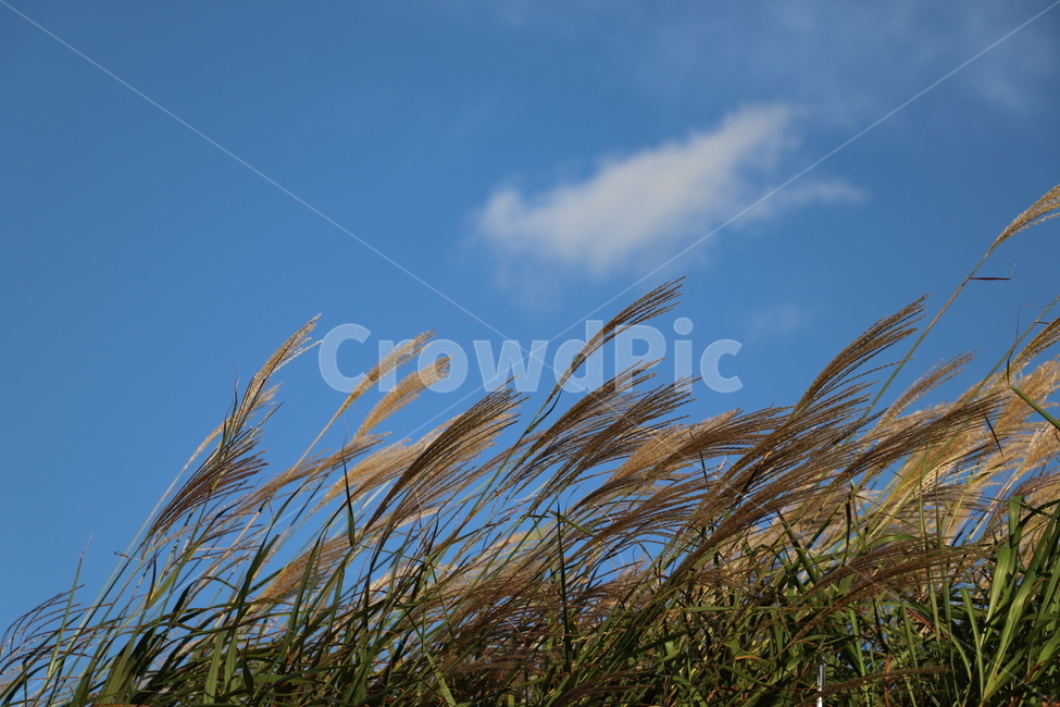 억새,plant,식물,lawn,가을,가을,계절,fall,autumn,season,식물,자연,plants,nature