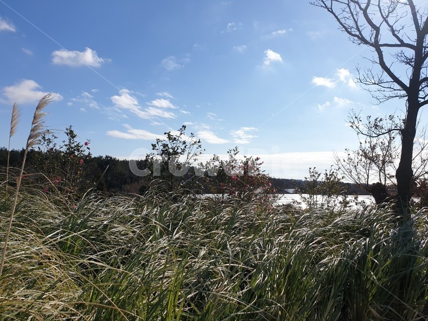 제주도,갈대,갈대밭,카밀리아힐,자연,겨울,봄,자연,풍경,nature,landscape,grass,잔디,plant,식물