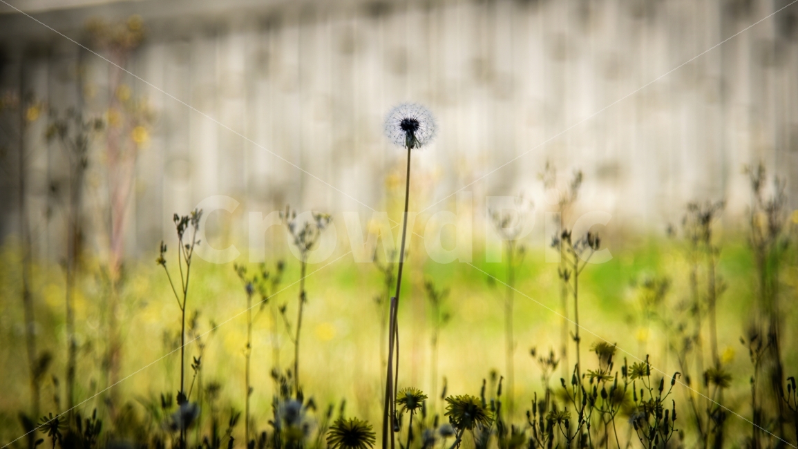 꽃,봄,민들레,공원,5월,4월,국내여행,여행,니콘,식물,자연,plants,nature,꽃,flower