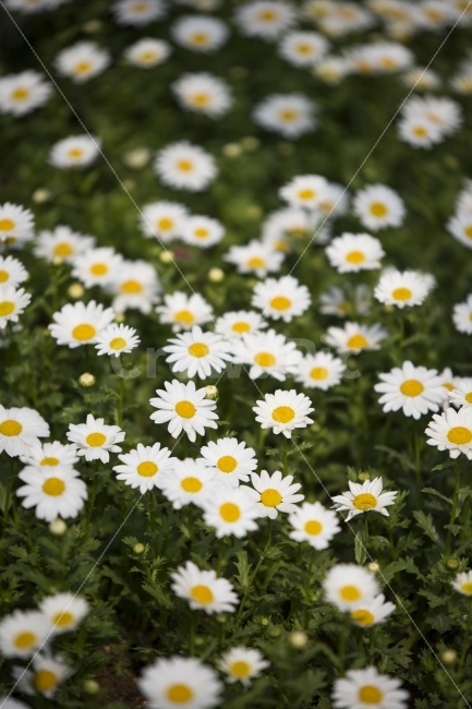꽃,계란후라이,감성사진,허씨감성,엄마감성,나들이,봄,가을,여행,힐링,flower,식물,자연,plants,nature,꽃,flower