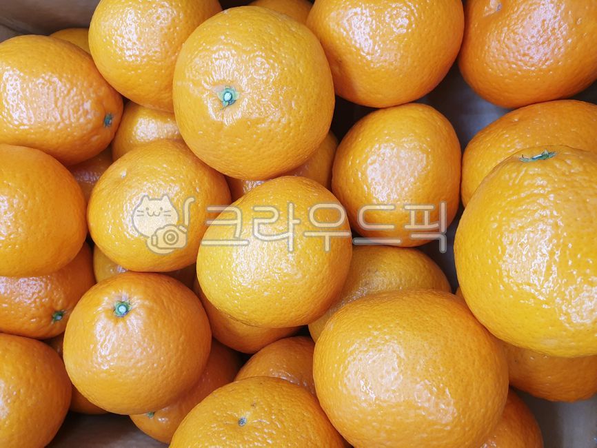 청견오렌지,청견,제주오렌지,감귤류,감귤,신품종감귤,맛있는귤,orange,fruit,citrusfruit,food,과일,plant,음식