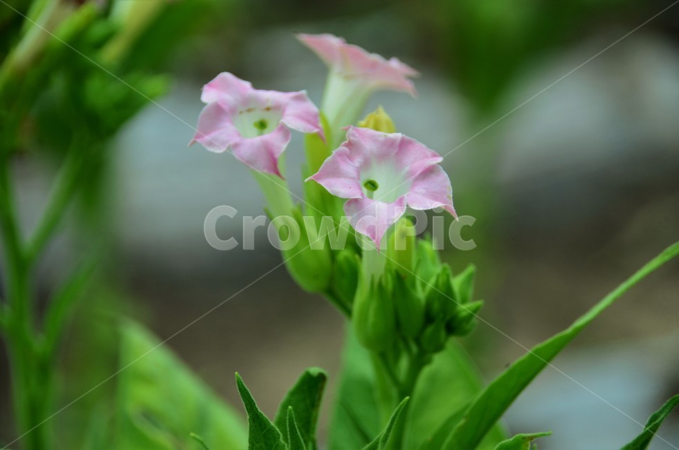 담배,담배꽃,남미원산,니코티아나타바쿰,재배담배,경제작물,식물,자연,plants,nature,꽃,flower