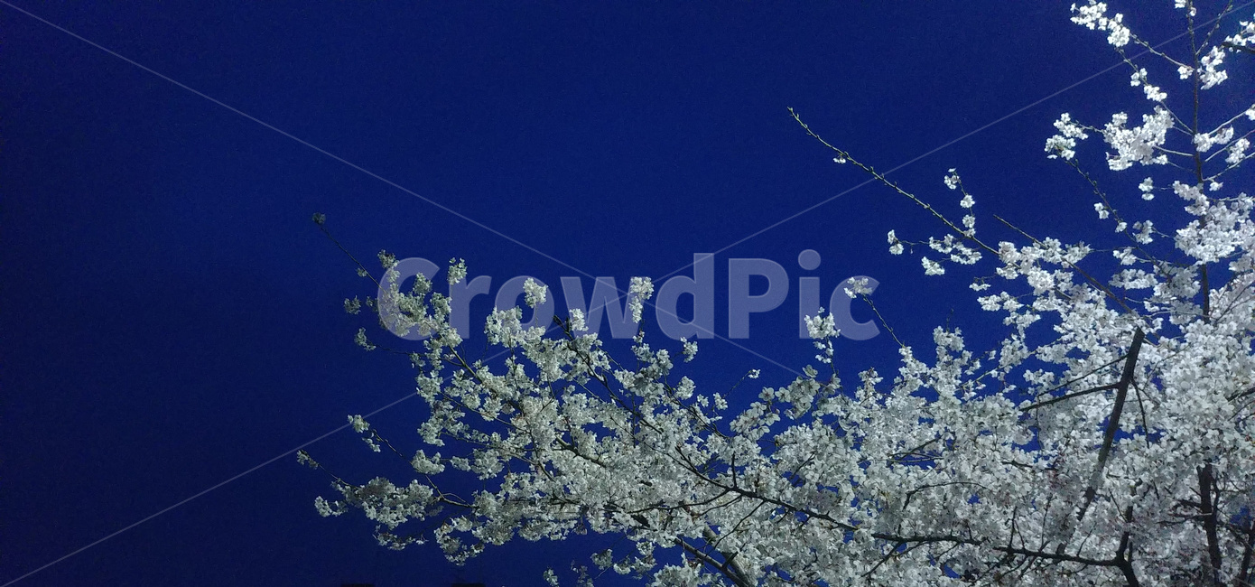 벚꽃나무,벚꽃,벗꽃,꽃,만개,불광천,봄,계절,spring,season,nature,자연,outdoors,옥외,ice,빙
