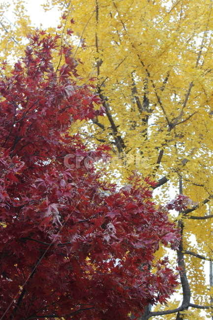 식물,leaf,tree,나무,단풍,maple,가을,계절,fall,autumn,season,식물,자연,plants,nature,잎,plant