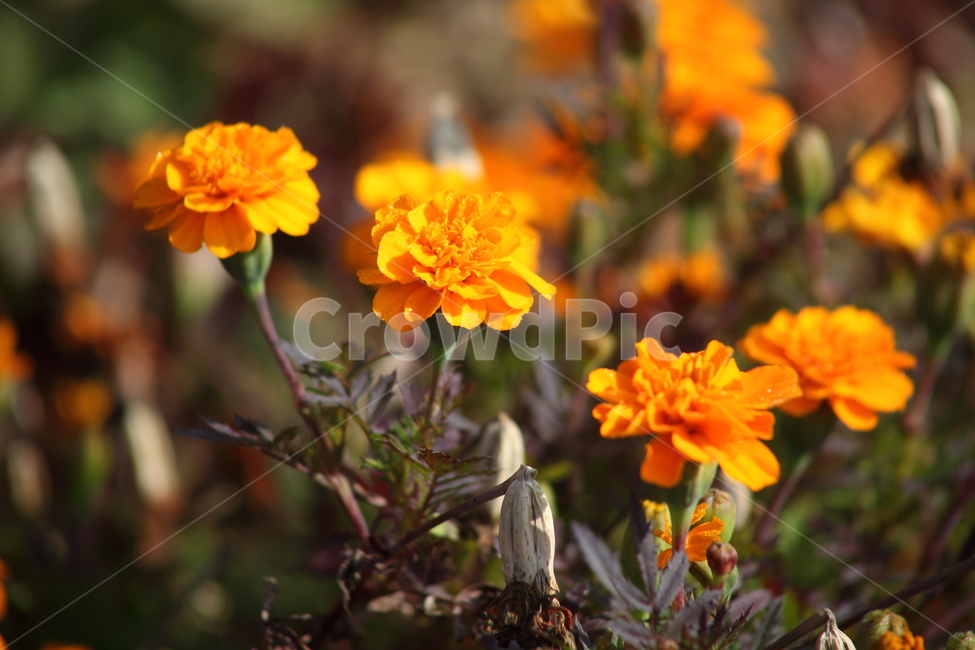 메리골드,꽃,식물,marigold,국화과,만수국,식물,자연,plants,nature,꽃,flower