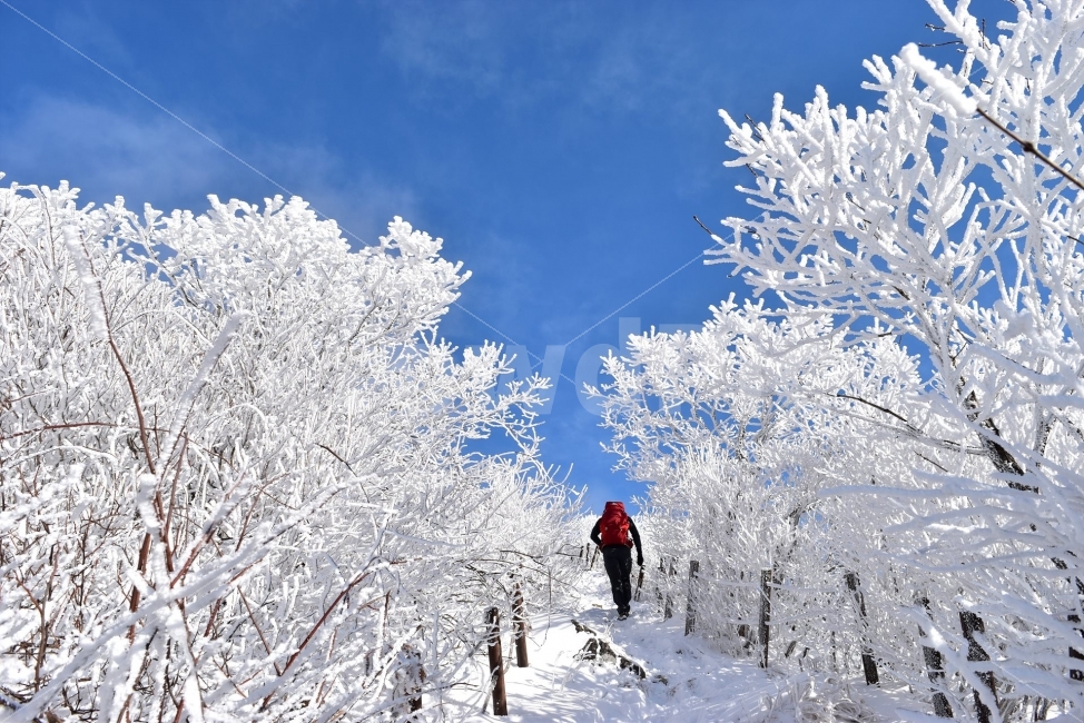 Famous winter mountain,A national park,blue sky,snow scene,Yeongdong,snow scenery,commercial high school,frost flower,100 famous mountains,Sobaeksan Mountain,snow,winter fairy tale,snowflake scenery,winter landscape,landscape