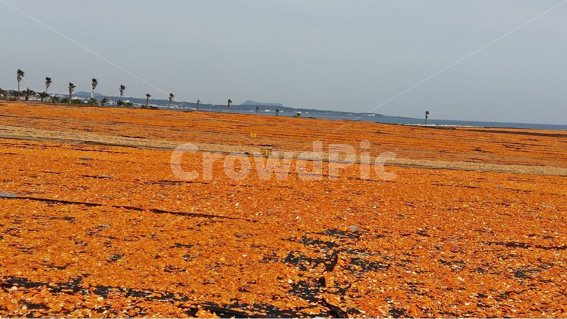 제주도,감귤,올레길,오름,감성,낭만,오렌지,주황색,바다,수평선,자연,풍경,nature,landscape,한국자연풍경,한국자연경관,korea nature landscape,제주도,jeju,jeju island,ground,바닥,soil,흙