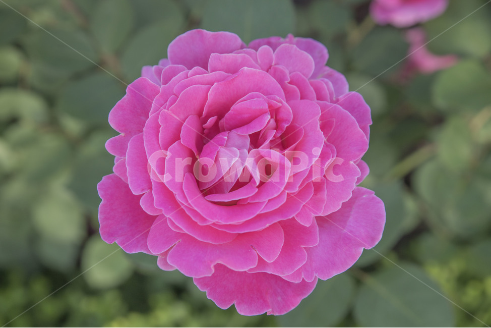 장미,꽃,여름꽃,분홍장미,핑크장미,식물,자연,plants,nature,꽃,flower