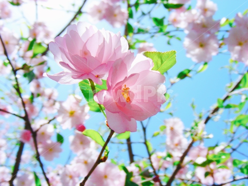 겹벚꽃,벚꽃,꽃,꽃나무,봄,꽃놀이,벚꽃놀이,식물,자연,plants,nature,꽃,flower
