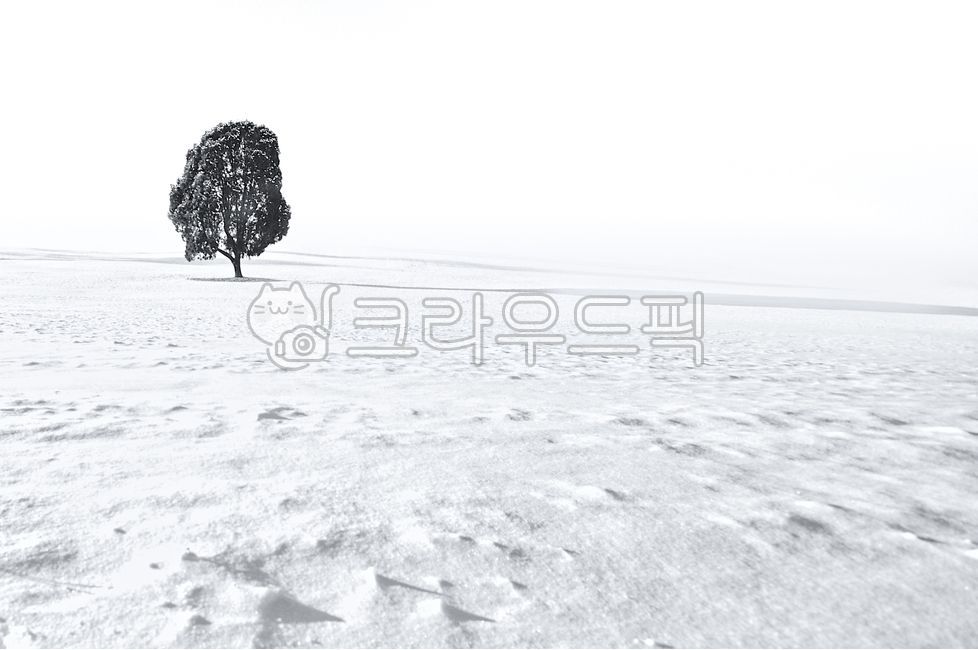 겨울,겨울풍경,눈,나홀로나무,올림픽공원,설경,흑백,대한민국,한국,겨울,계절,winter,season