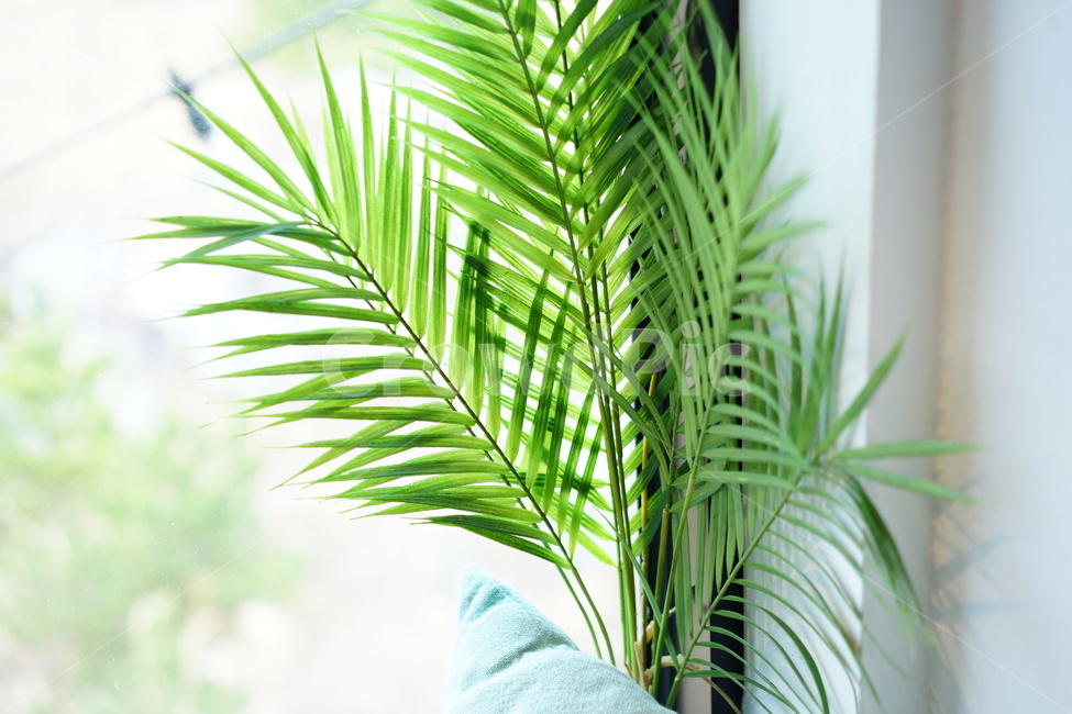 장식품,인테리어,풀,잡화,소품,식물인테리어,식물,자연,plants,nature,실내용화초,화분,화초,house plant,인테리어,실내디자인,interior design
