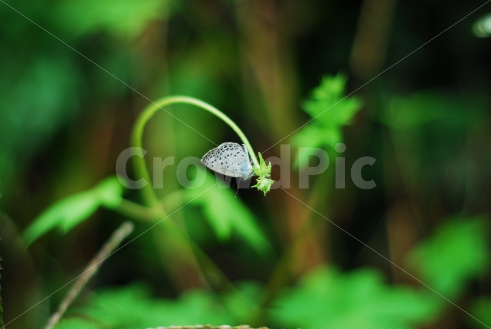 나비,흰나비,들풀,곤충,풀벌레,동물,animal,곤충,벌레,insect,bug