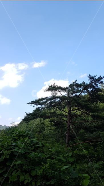 자연,소나무,숲,하늘,식물,구름,agrove,자연,풍경,nature,landscape,outdoors,옥외,tree,나무,plant