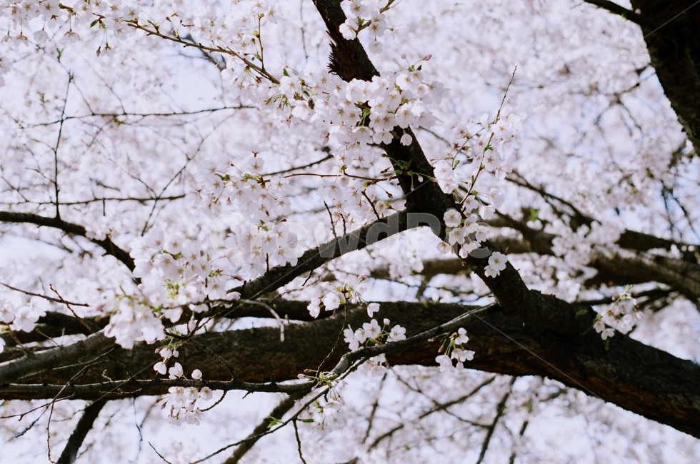 벚꽃,4월,봄,꽃잎,식물,분홍색,자연,풍경,필름사진,색감,흩날리는,개화,cherryblossom,flower,pink,봄,계절,spring,season,식물,자연,plants,nature,꽃,flower,plant,blossom