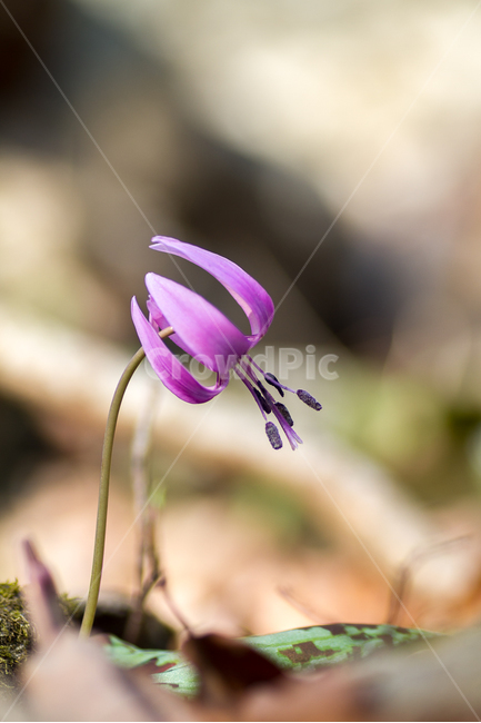 야생화,화야산,엘리지,봄,봄꽃,봄,계절,spring,season,식물,자연,plants,nature,꽃,flower,plant,blossom