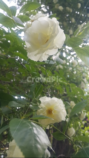 계절,식물,자연,하얀색,컬러,nature,plant,flower,season,화이트,꽃
