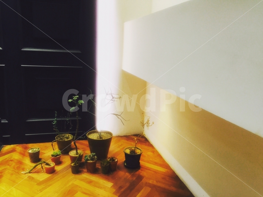 화분,선인장,식물,배경,인테리어,인테리어,실내디자인,interior design