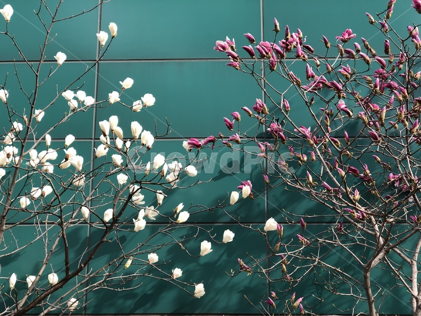 꽃,목련,흰색,분홍색,봄