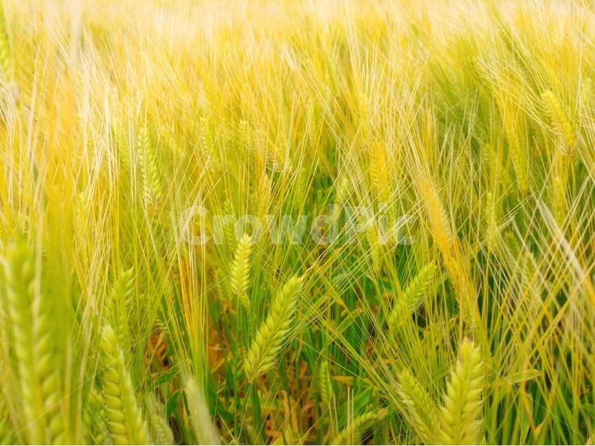 청보리,풍경,감성,바탕이미지,백그라운드,자연,식물,자연,plants,nature,곡류,곡식,cereals