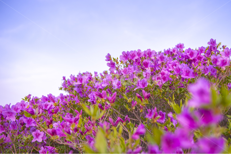 철쭉,꽃,식물,꽃밭,철쭉축제,핑크꽃,핑크,분홍,봄,계절,spring,season,식물,자연,plants,nature,꽃,flower,geranium,제라늄,blossom,plant