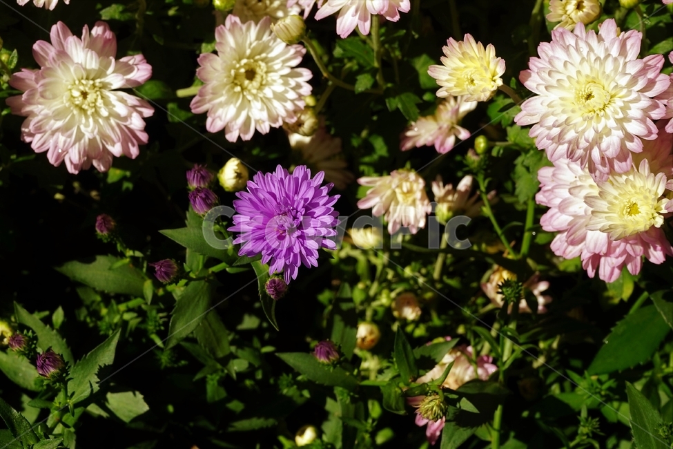 꽃,향기,계절,여름,녹색,빨강색,아름다움,자연,healing,nature,bloom,season,smell,beautiful,plant,flower,식물,자연,plants,nature,꽃,flower