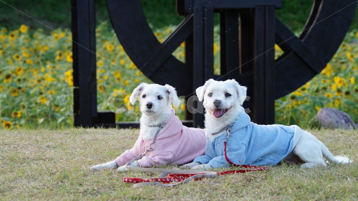 강아지,애견,반려견,애완견,dog,동물,animal,포유류,mammal,개,강아지,dog,doggy