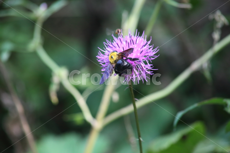bee,벌,꿀벌,insect,곤충,호박벌,bumblebee,식물,자연,plants,nature,꽃,flower,곤충,벌레,insect,bug