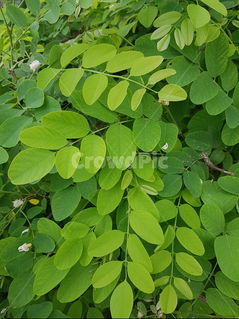 초록,자연,잎사귀,파릇파릇,나무잎