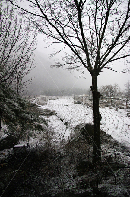 겨울,winter,눈,나무,풍경,겨울,계절,winter,season