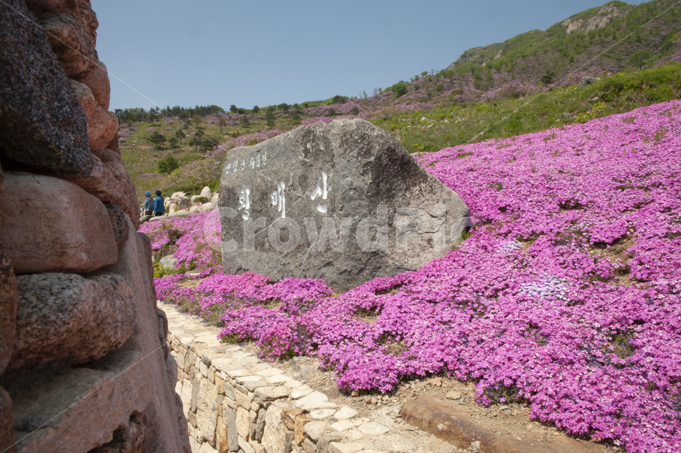 황매산,봄,꽃,봄꽃,잔디꽃,flower,돌담