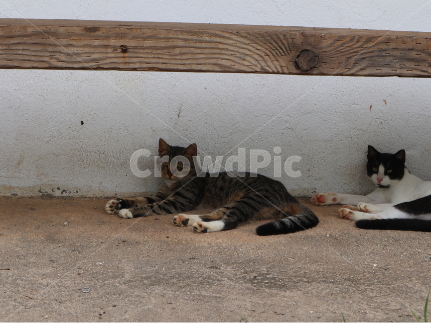 고양이,동물,두마리,응시,길거리,동물,animal,포유류,mammal,고양이,cat,kitten,kitty