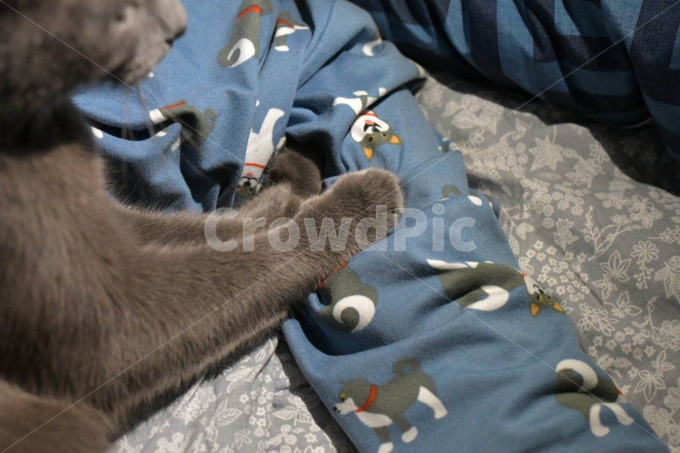 고양이,반려묘,반려동물,동물,꾹꾹이,러시안블루,잠옷,이불,포근함,cat,animal,동물,animal,포유류,mammal,고양이,cat,kitten,kitty