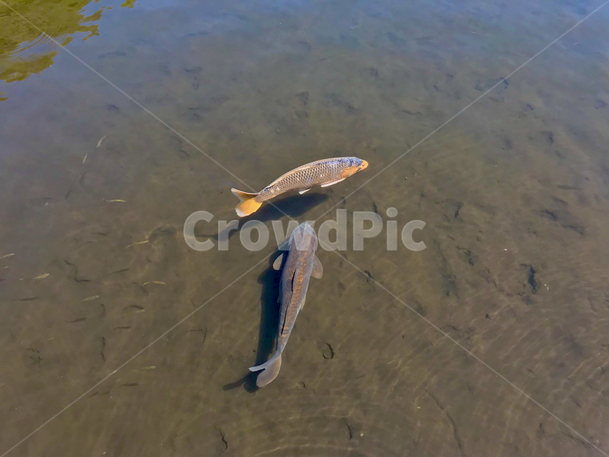 호수,물고기,잉어,강,자연,공원,커플,맑음,맑은호수,river,lake,깨끗한,clean,nature,fish,carp,clear,선명한