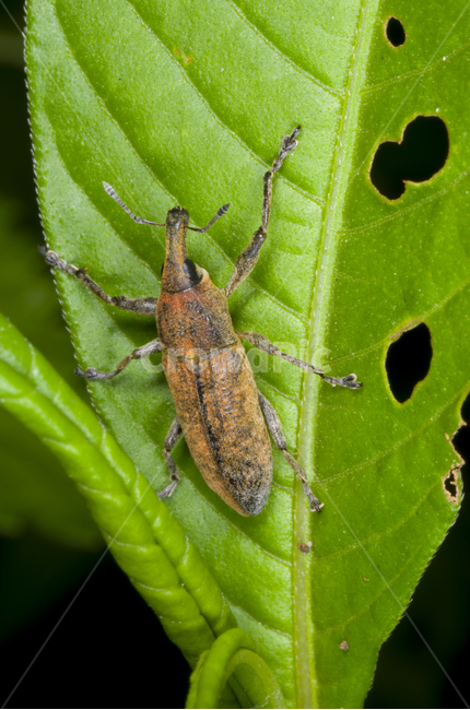 접사,계절,여름,바구미,나뭇잎,곤충,풀잎,가을곤충,여름곤충,가을,곤충,벌레,insect,bug