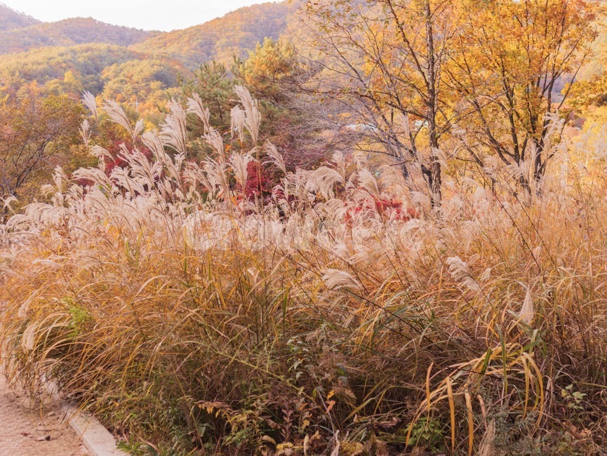 자연,가을,억새,plant,식물,가을,계절,fall,autumn,season,식물,자연,plants,nature,grass,잔디,lawn