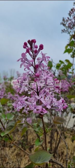 flower,꽃,petal,꽃잎,라일락,syringavulgaris,속씨식물,쌍떡잎식물,양정향나무,리라