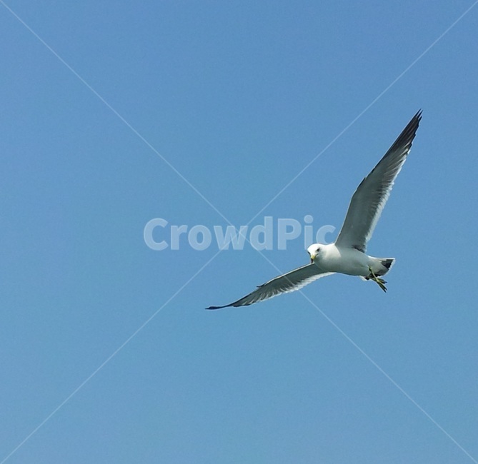 하늘,파란하늘,sky,bulesky,새,bird,flying,갈매기,갈매기날다,비상,날개,서해하늘,창공,자연,nature,서해풍경,서해경치,무의도,동물,animal,조류,새,birds